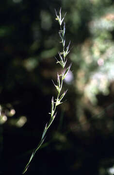 Imagem de Micropyropsis tuberosa Romero Zarco & Cabezudo