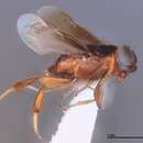 Image of Zaplatycerus planiscutellum Kerrich 1978