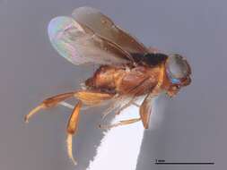 Image of Zaplatycerus planiscutellum Kerrich 1978