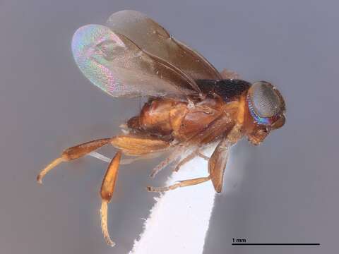 Image of Zaplatycerus