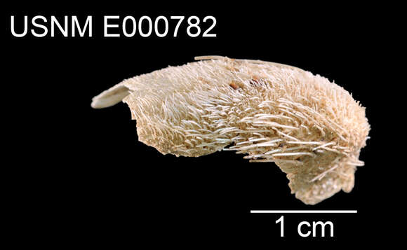 Image of Pseudolovenia A. Agassiz & H. L. Clark 1907