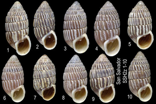 Image of Cerion watlingense Dall 1905