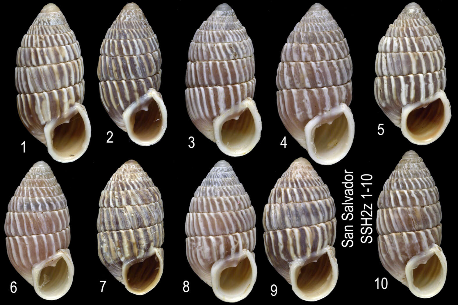 Image of Cerion watlingense Dall 1905