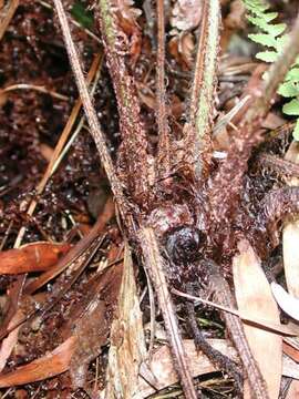 Image of Dryopteris fuscoatra var. fuscoatra