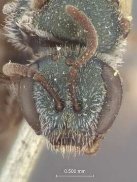 Image of Halictus communis Smith 1879