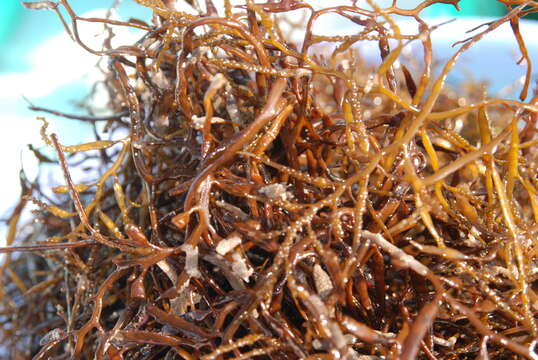 Слика од Sargassum horneri