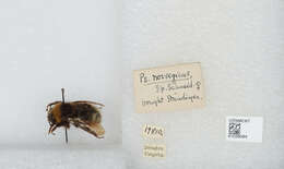 صورة Bombus norvegicus (Sparre-Schneider 1918)