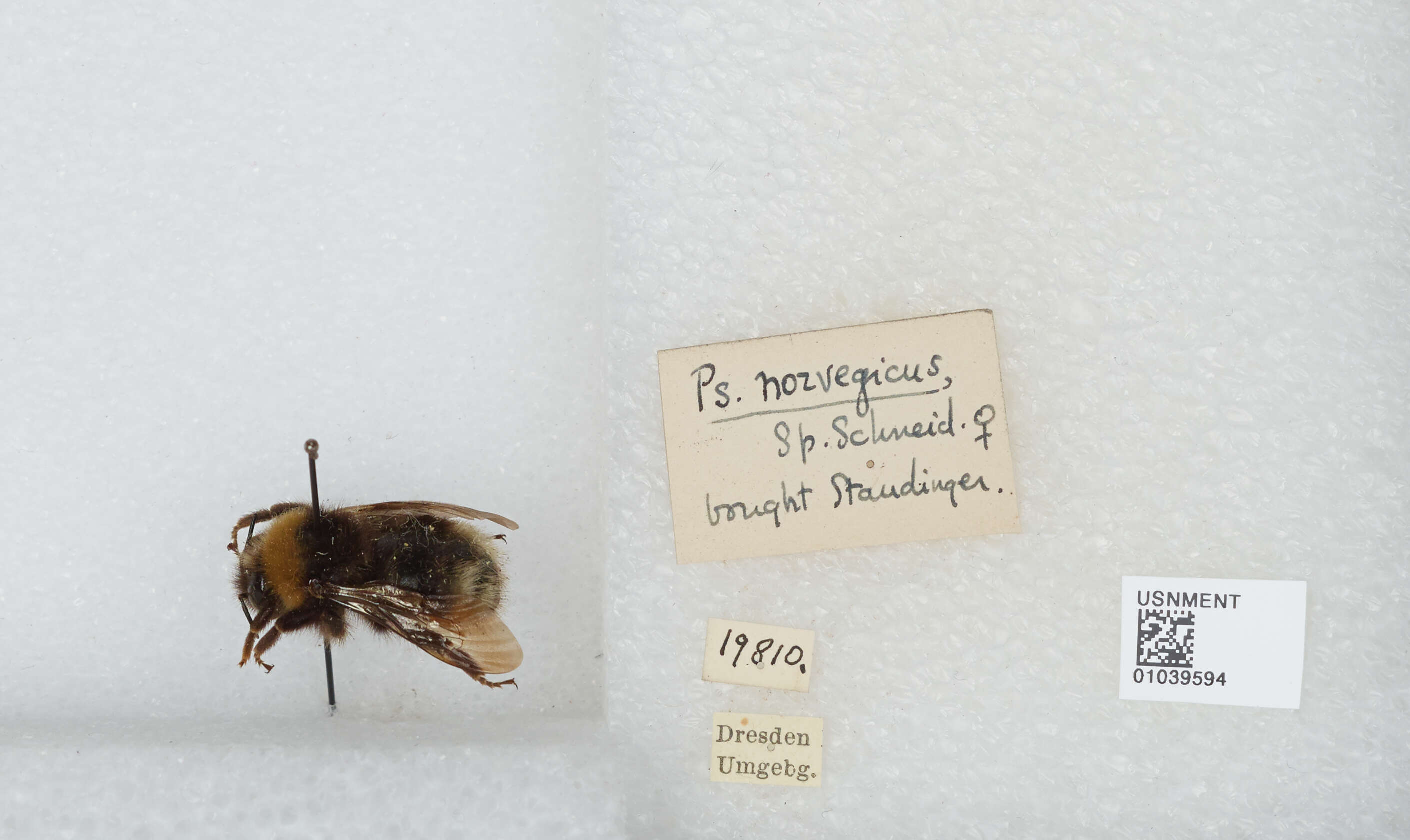 صورة Bombus norvegicus (Sparre-Schneider 1918)