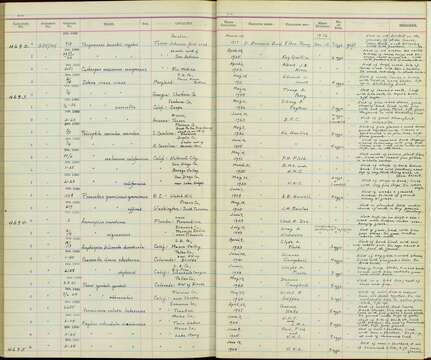 Image of goldcrests and kinglets