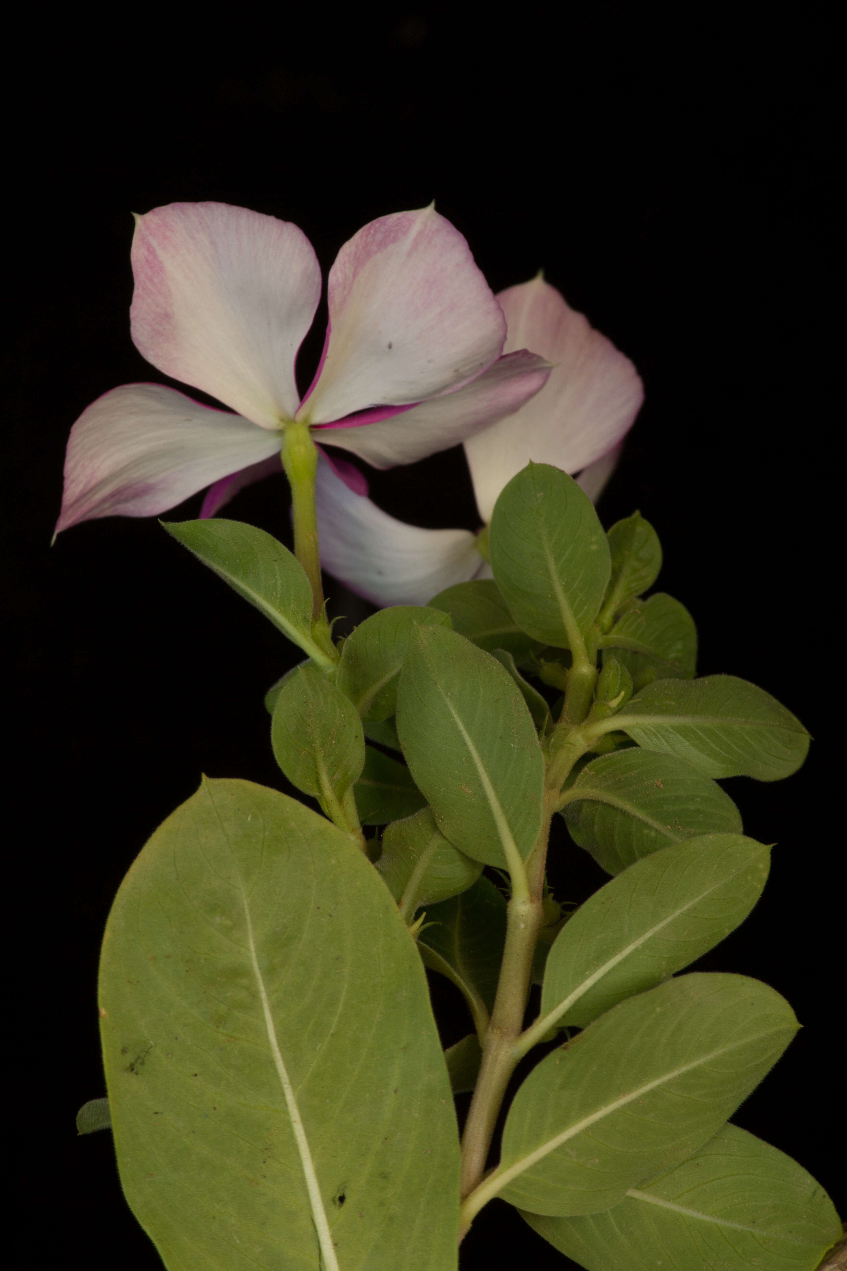 Image of Madagascar periwinkle