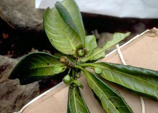 Image of Crossostylis biflora J. R. Forster & G. Forster