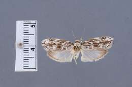 Image of Ethmia baliostola Walsingham 1912