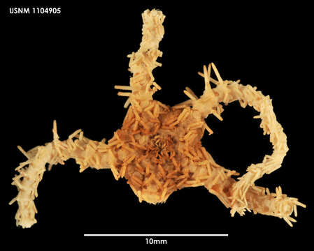 صورة Ophiomitrella ingrata Koehler 1908