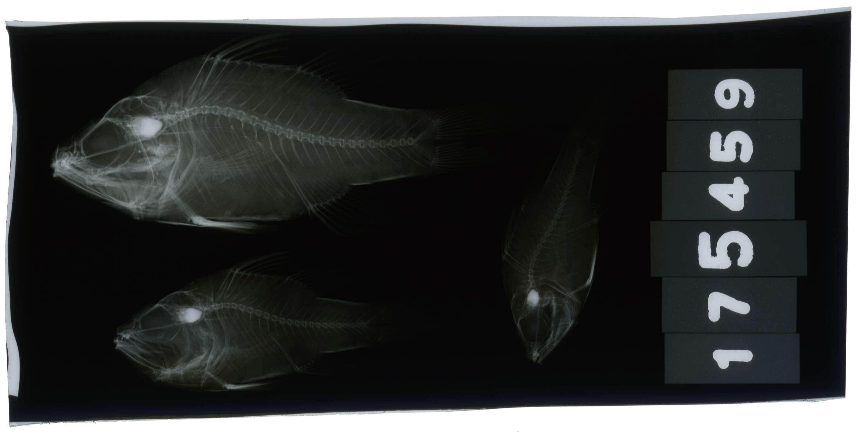 Image of Bay cardinalfish