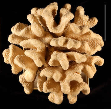 Image of Robust cactus coral