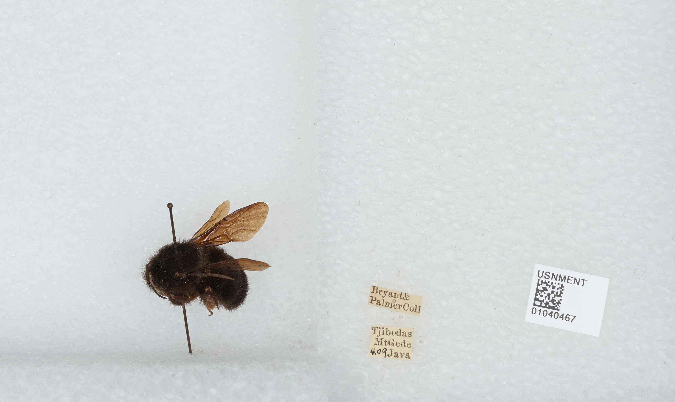 Image of Bombus rufipes Lepeletier 1836