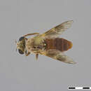 Image of Anypodetus fascipennis Engel 1924