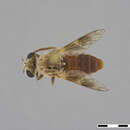 صورة Anypodetus fascipennis Engel 1924