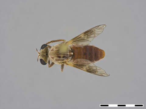 Image of Anypodetus fascipennis Engel 1924