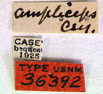 Image of Pole Borer
