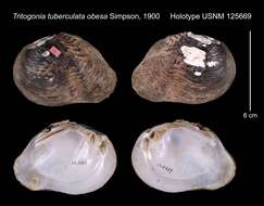 Imagem de Tritogonia tuberculata obesa Simpson 1900