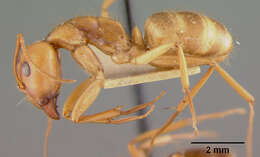 Image of Camponotus fumidus imbecillus Wheeler & Mann 1914