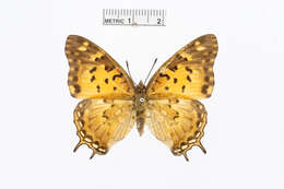 Charaxes jahlusa Trimen 1862的圖片