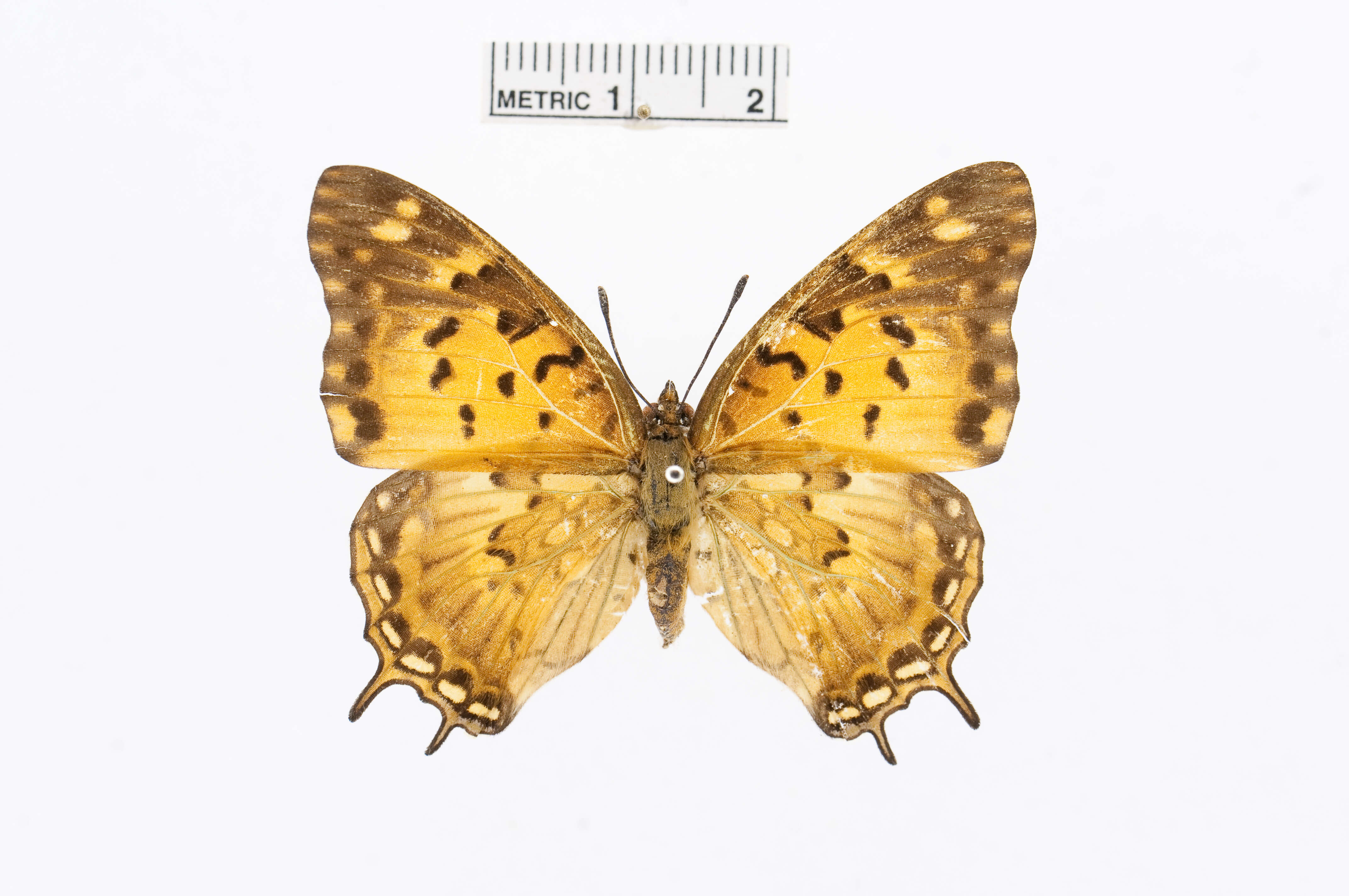 Charaxes jahlusa Trimen 1862的圖片