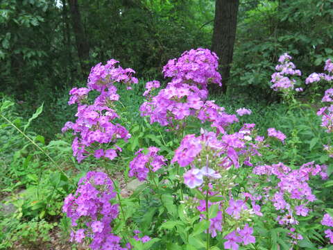 Image of fall phlox