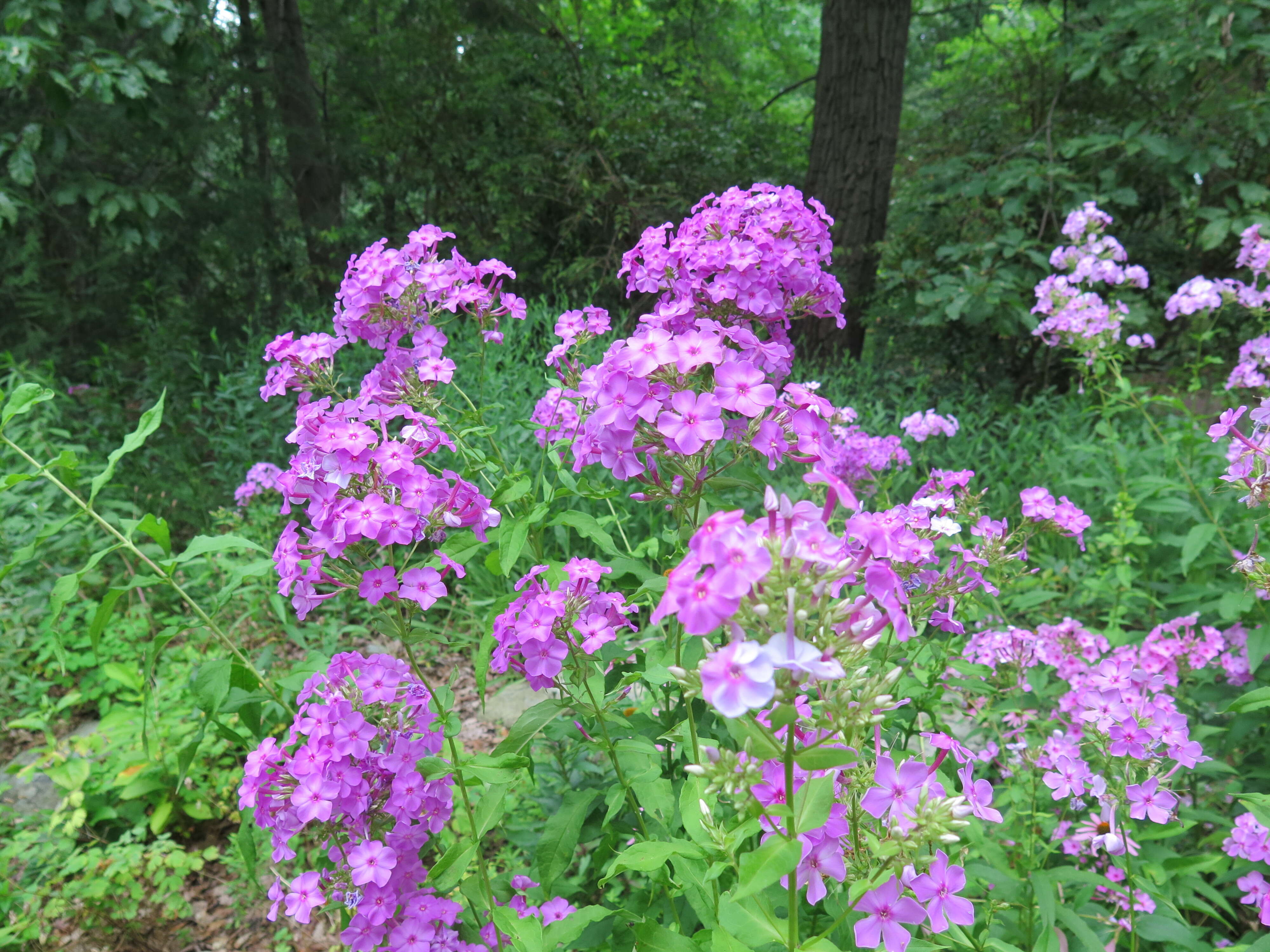 Image of fall phlox