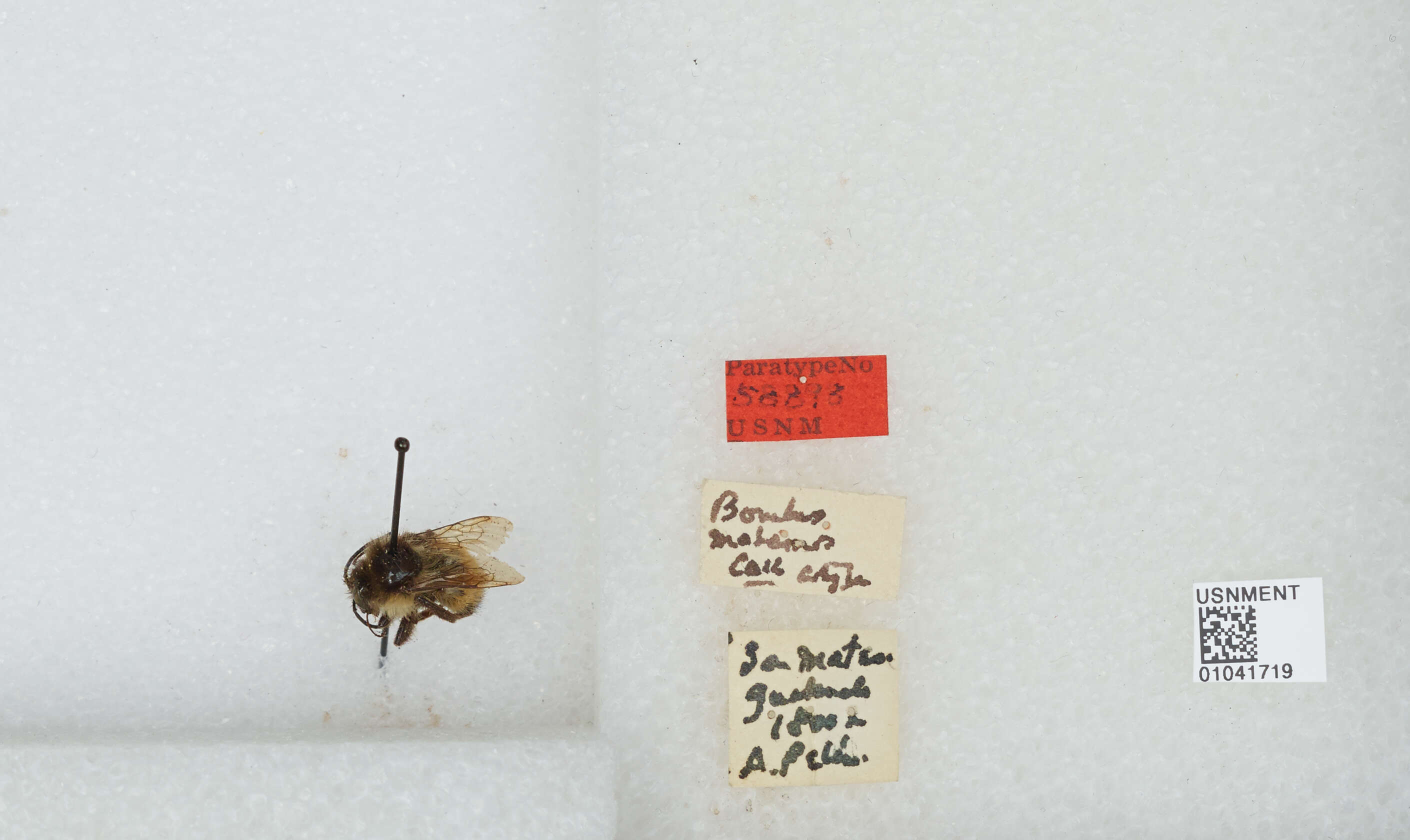 Image of Bombus weisi Friese 1903