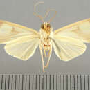 Image of Neritos leucoplaga Hampson 1905