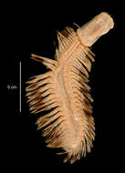 Image of Eulagisca uschakovi Pettibone 1997