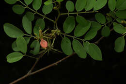 Indigofera lancifolia Rydb.的圖片