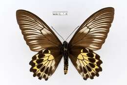 Image of van de Poll’s Birdwing