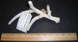 Image of Staghorn Coral