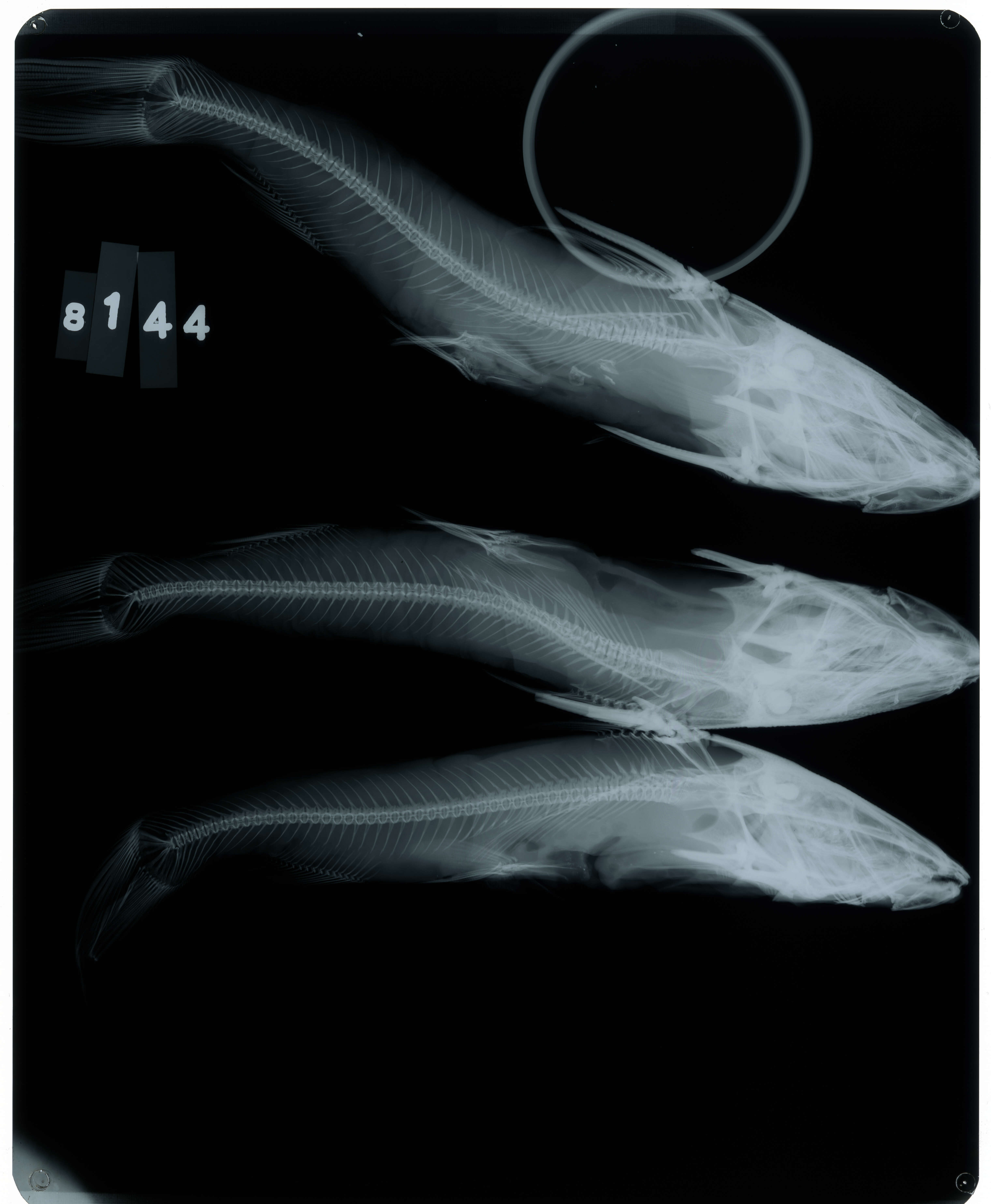 Image of Blue Sea Catfish