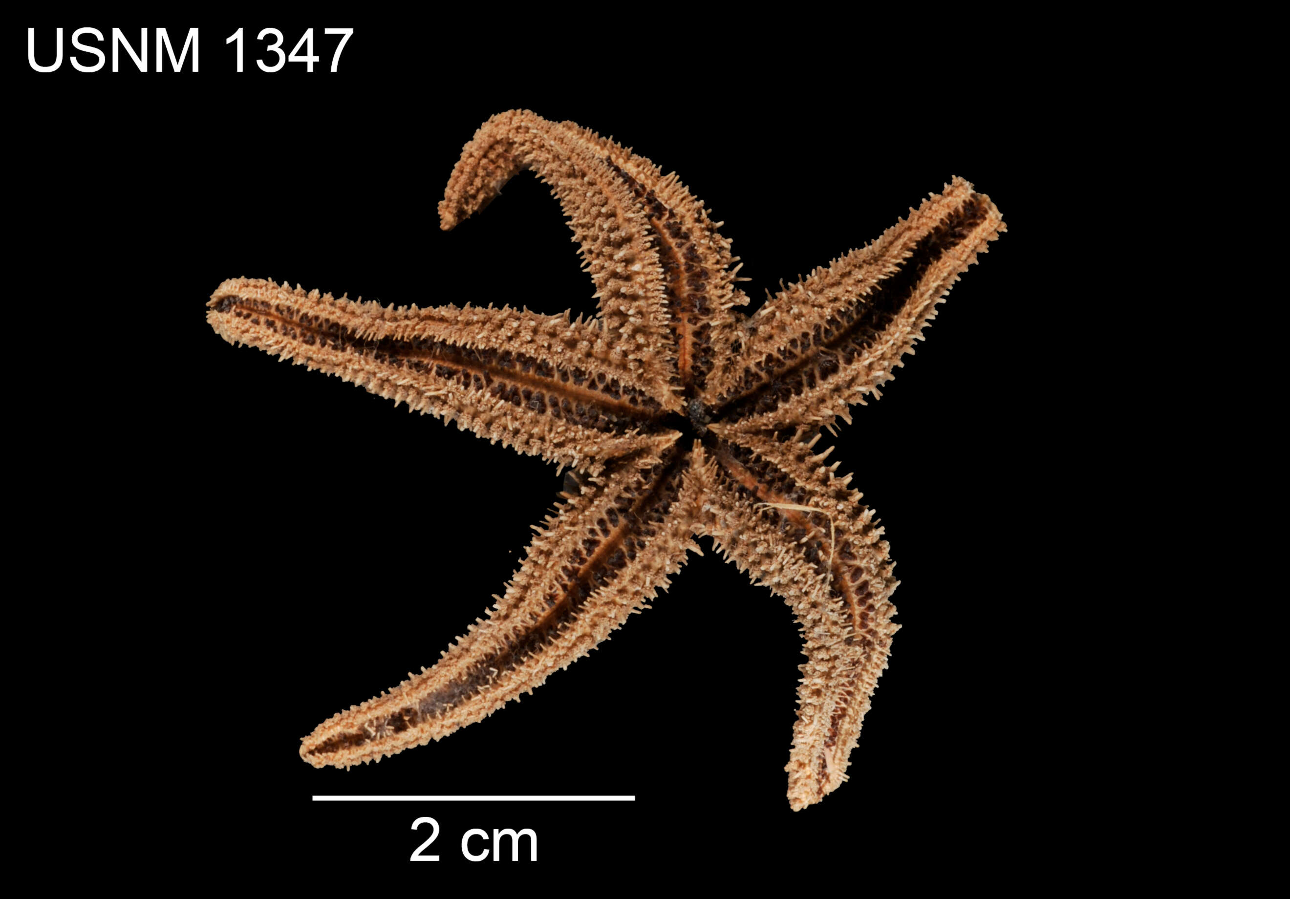 Image of Leptasterias compta (Stimpson 1862)