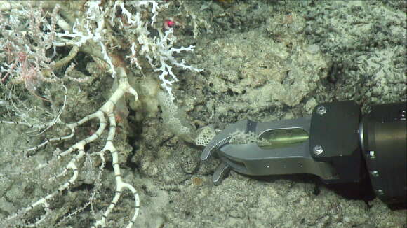 Image of Raspailia subgen. Raspailia Nardo 1833