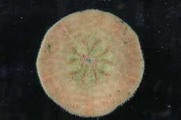 Image de Clypeaster cyclopilus H. L. Clark 1941