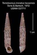 Imagem de Tomelasmus irroratus tacoensis C. Torre & Bartsch 1972