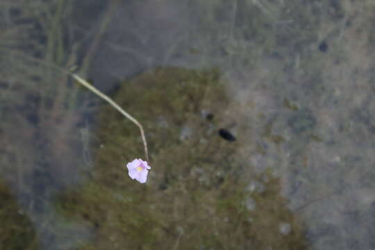 Image of lavender bladderwort