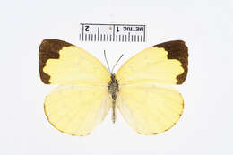 Image of Eurema blanda (Boisduval 1836)