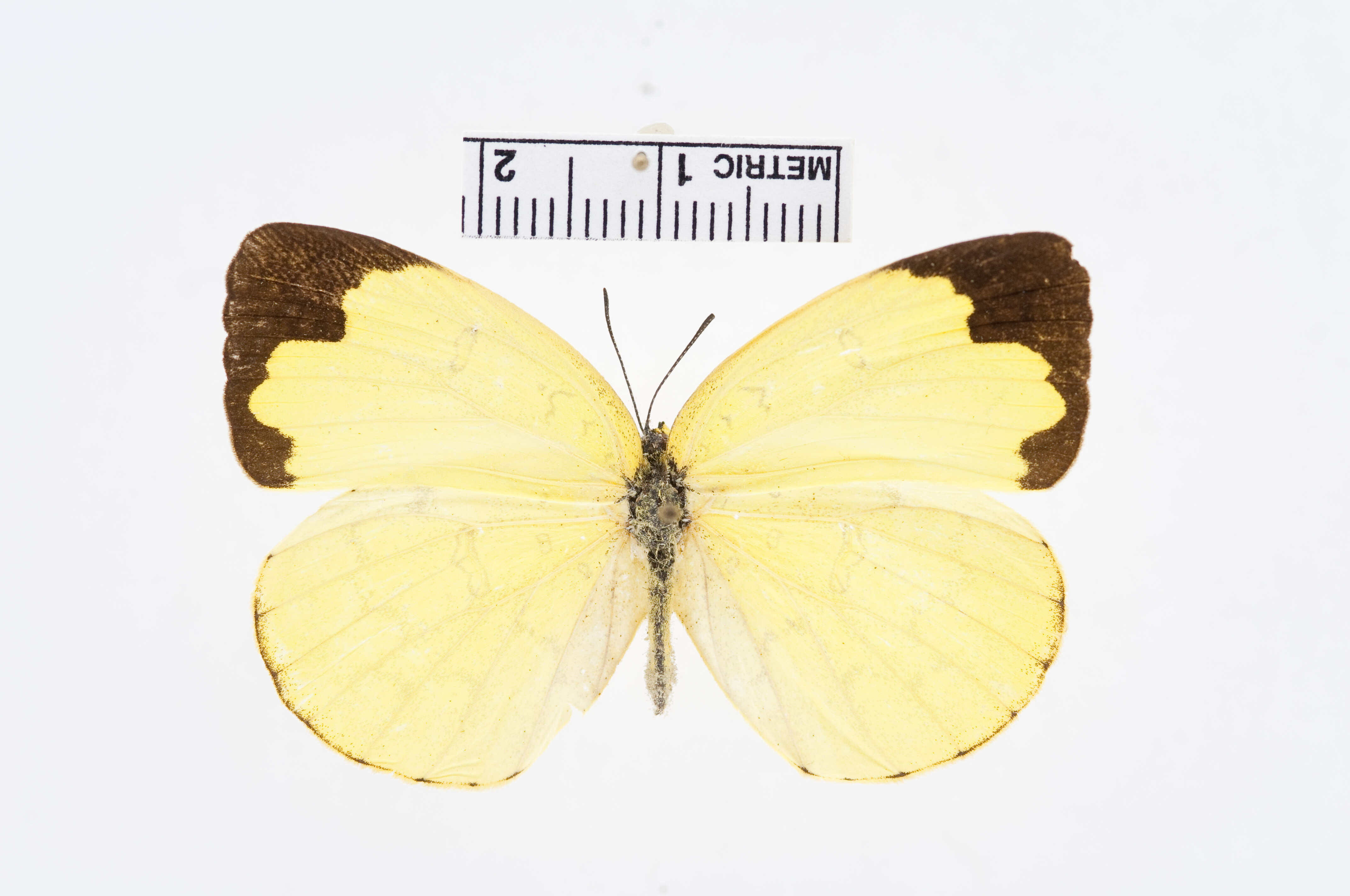 Image of Eurema blanda (Boisduval 1836)