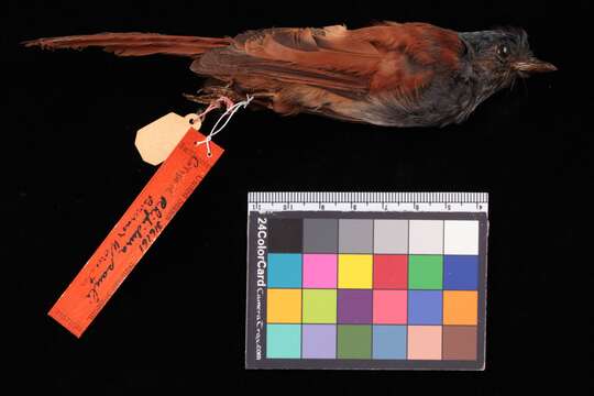 Image of Blue-headed Fantail