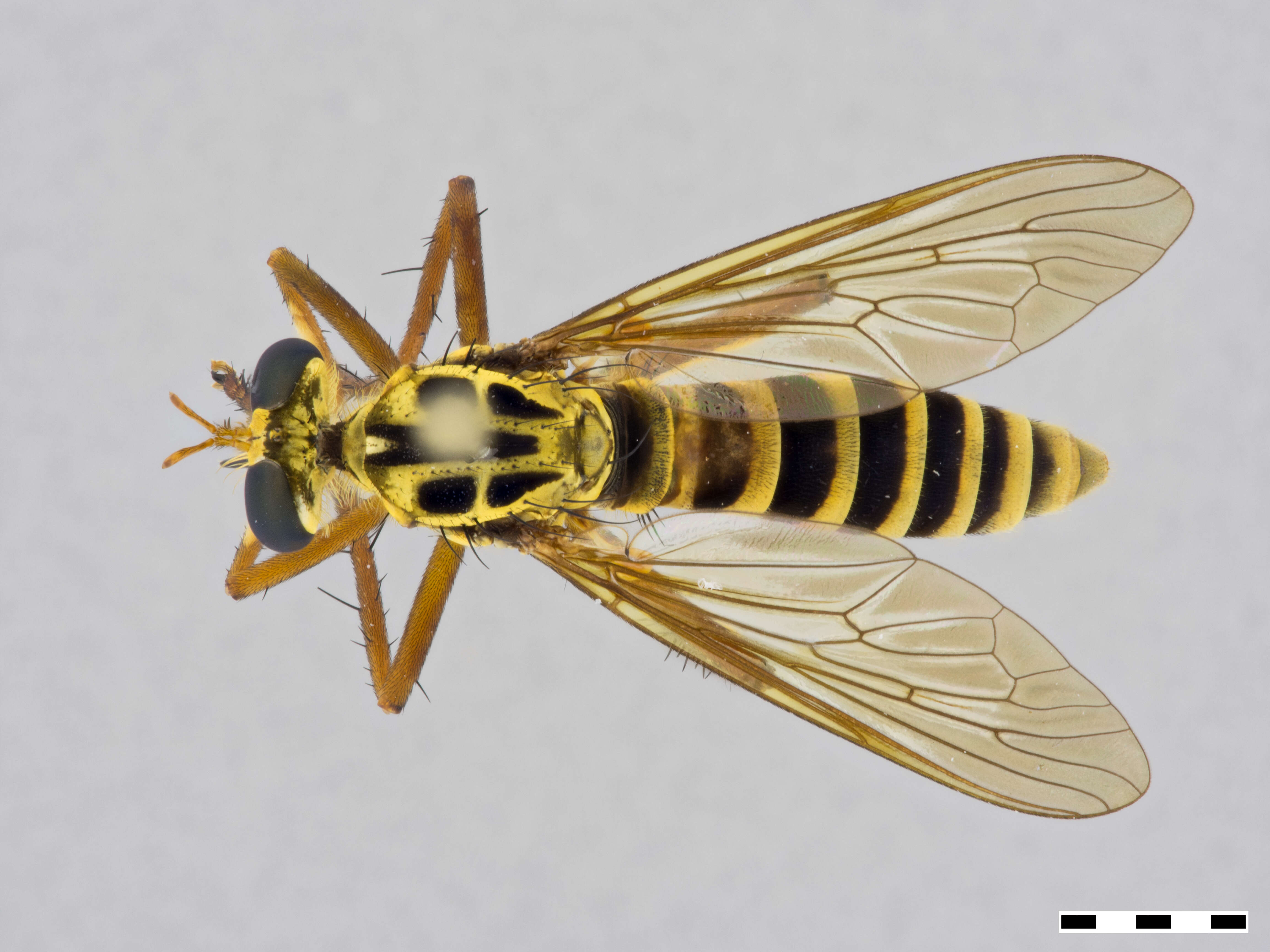 Image of Diogmites lindigii (Schiner 1868)