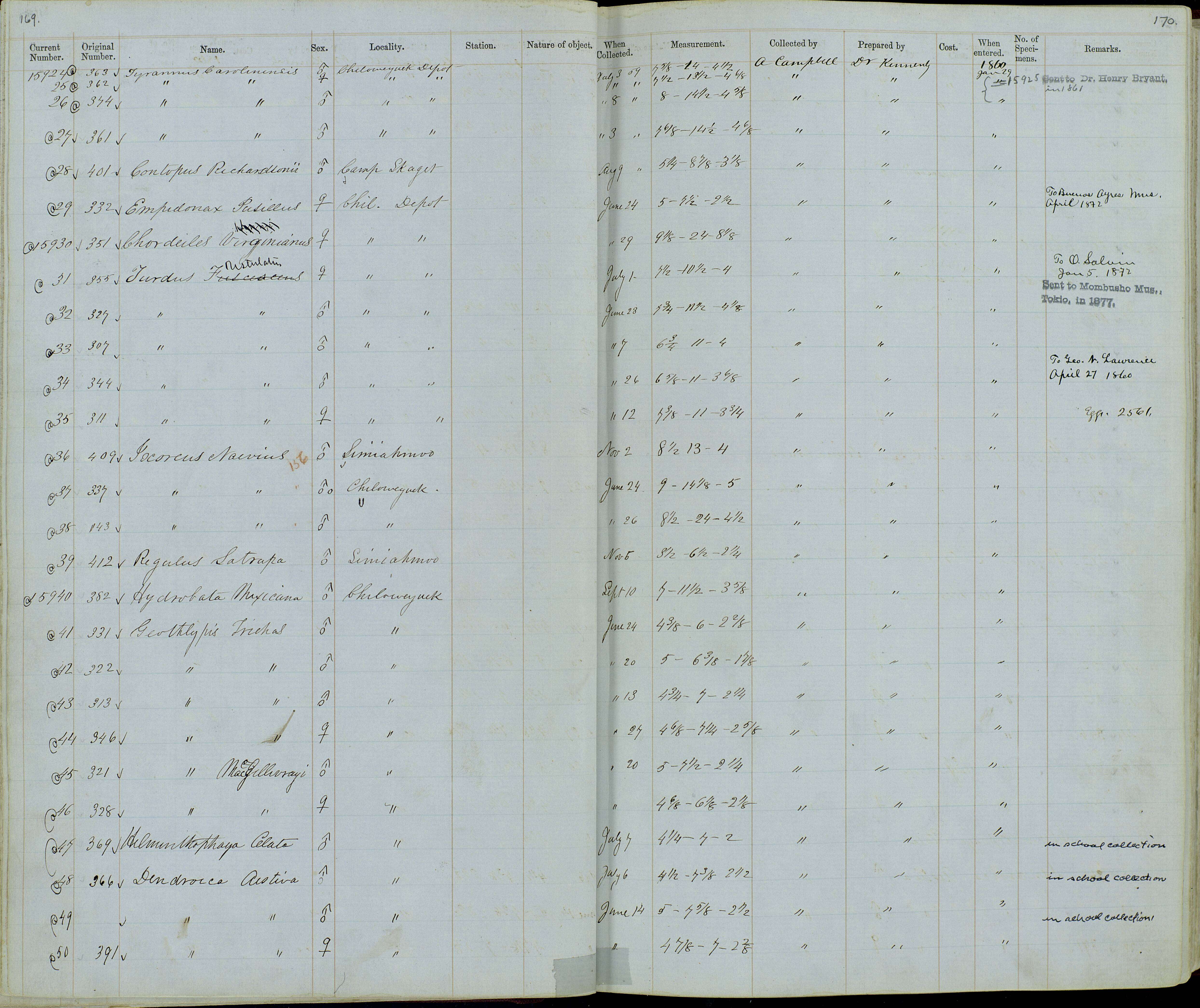 Geothlypis trichas arizela Oberholser 1899 resmi