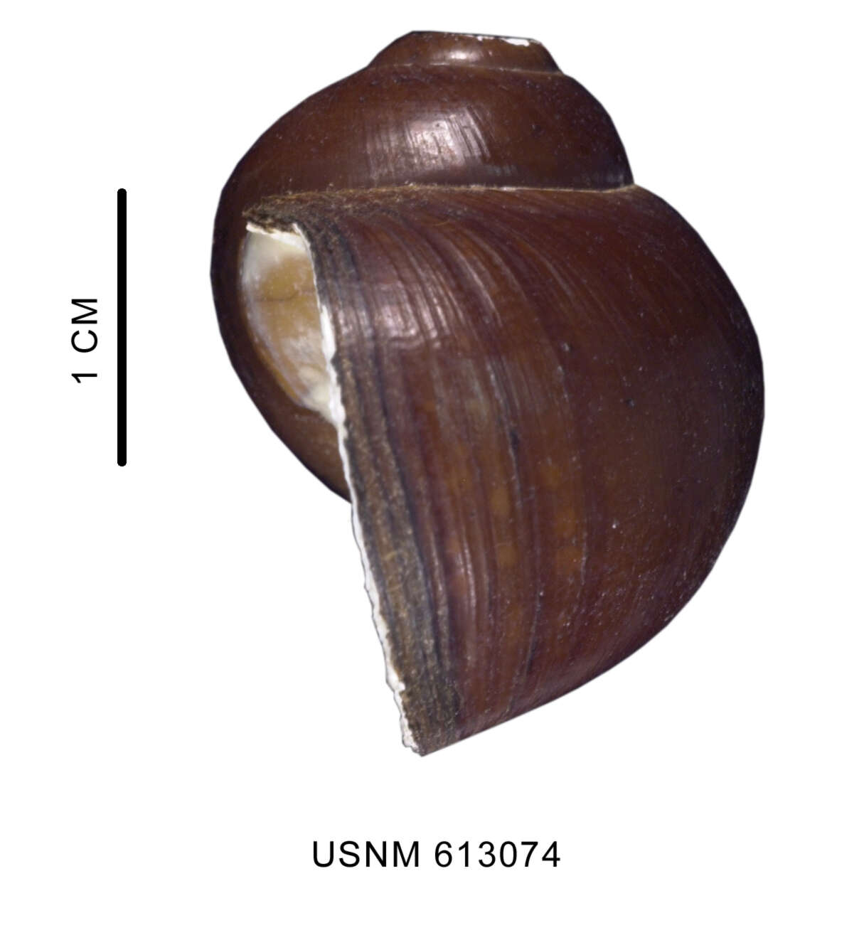 Image of Amauropsis aureolutea (Strebel 1908)