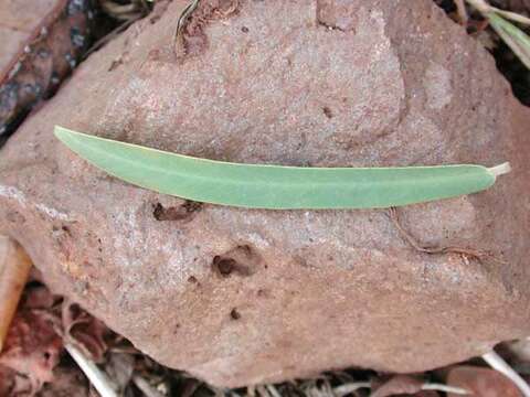 Sivun Euphorbia celastroides Boiss. kuva