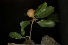 Image of sapodilla